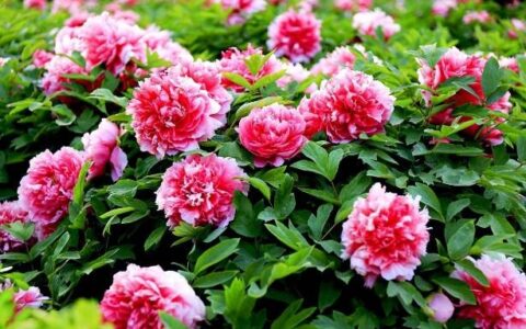 芙蓉国有哪些好玩的