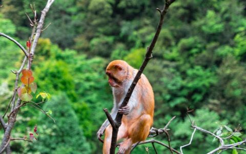 正月初二去张家界旅游跟团要多少钱，长沙到张家界旅游团四日游