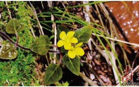 韶关发现特有植物新种丹霞山过路黄