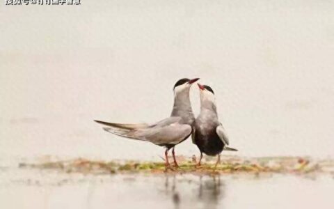 1973品读诗经系列：诗化经典之关雎