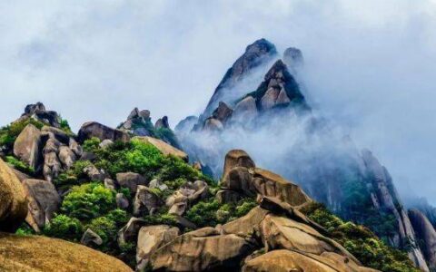 江西灵山景区：油茶花如雪满山坡，点缀冬日成美景