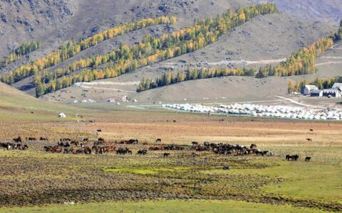 新疆旅行社纯玩团报价，到新疆旅游怎么联系当地旅行社