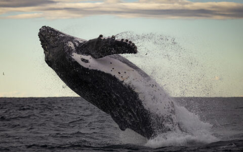 虎鲸：海洋中的王者，黑白斑纹背后的生存智慧