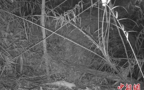 罕见白色果子狸现身广东丹霞山