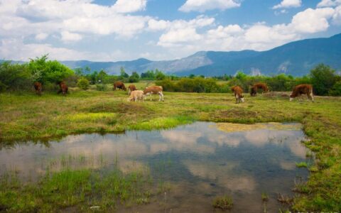 自己去西双版纳5日游怎么玩，西双版纳旅游团报价五日游多少钱