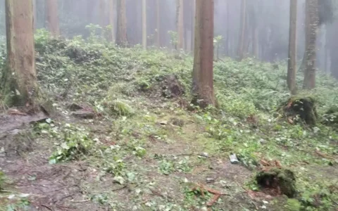 什邡天鹅林场密林中3人死亡 警方：3人由外地到达什邡，在林场深处服毒自杀