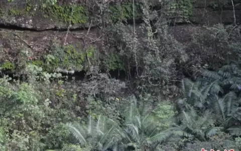 粤北丹霞山发现珍稀野生苏铁属植物