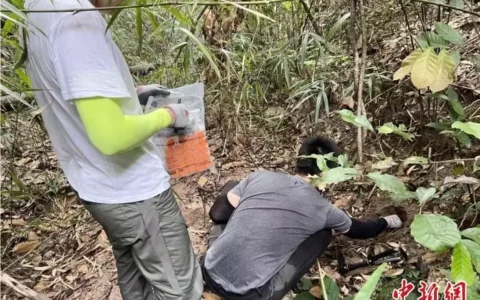 广东丹霞山发现第41个新物种“黄色丹霞杆菌”