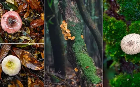 北纬28度，乌蒙有“黄金”