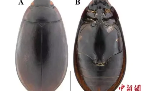 粤北丹霞山发现3个昆虫新种 累计发现新物种数达39个