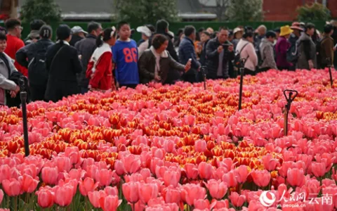 春节假期云南实现旅游总收入637.4亿元当年，黄淑芬把人撞成植物人，宁愿坐牢不赔偿，7年后买房又买车