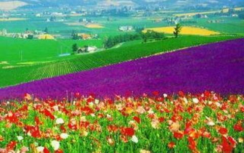 东莞八个值得一去的旅游景点，喜欢的不要错过了