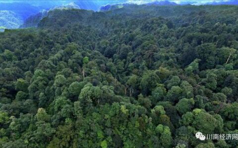 黄荆扎起！守护绿水青山，我们在一起