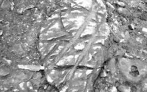 四川绵阳古羌人故地发现神秘刻痕 谜底待揭