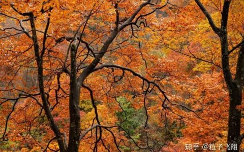 四川光雾山 光影如雾 秋色深藏