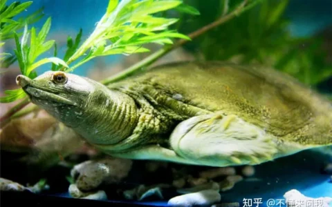 甲鱼批发市场价格多少钱一斤？2021甲鱼批发市场最新价格单