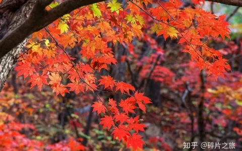本溪最全住宿篇：原来观赏红叶后，住这里才是极致的享受！
