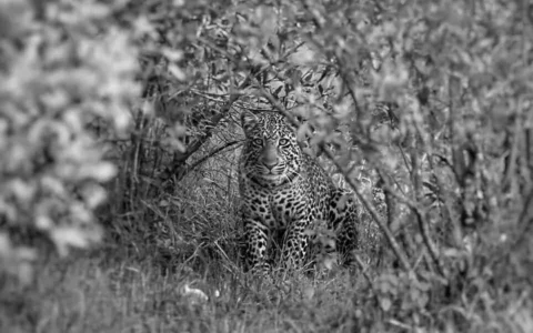 准备去肯尼亚旅行需要做哪些功课？