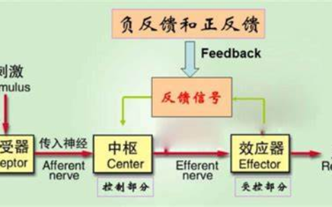 什么是正反馈环路(正反馈)