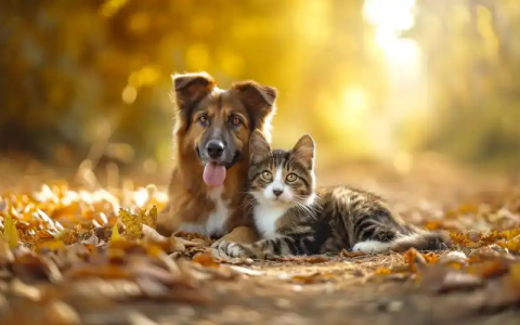 宠物江湖那些事儿：从毛孩子到千亿市场的热闹日常