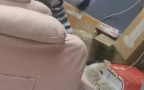 虐猫大学生被开除学籍！还被查出传播淫秽视频