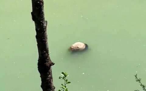 又见大熊猫溺亡，它到底会游泳吗？