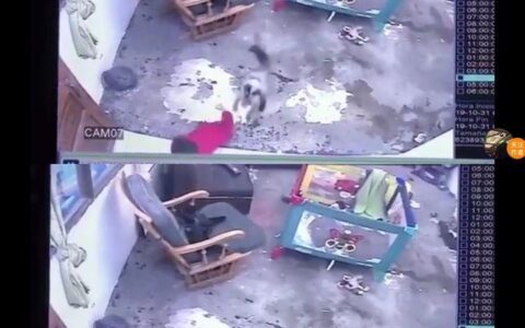 千钧一发之际，猫咪拼命救下乱爬的小宝宝