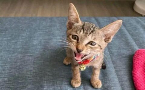 小奶猫每天看守人类幼崽，宠姐行为令爸妈崩溃：你自己也是个宝宝
