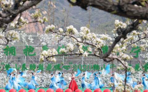 千山梨花节启幕 邀八方宾客来鞍共赴春之约