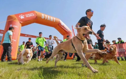 狗巴迪、足球赛、电音节，苏州阳澄湖半岛四时皆精彩！