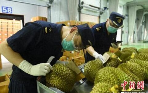 一季度广西友谊关口岸进出口货值1114.2亿元 迎水果进口旺季