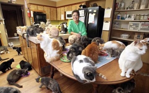 美国富婆变卖家产飞机，收养上千流浪猫，多年后建起一个猫猫天堂