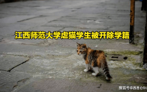 处罚过重？江西师范大学虐猫学生被开除学籍，还查出其他违法行为