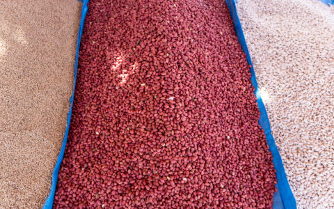 日本查处红曲保健品原料事件曝光，引发全球关注