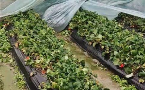 大风冰雹致合肥多家草莓种植户大棚受损，当地政府已协调保险公司理赔