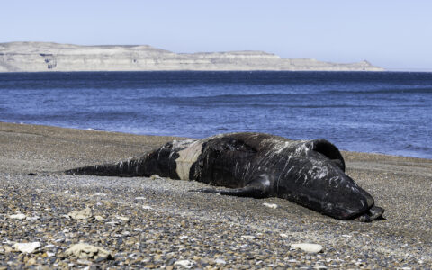 紧急救援！露脊鲸再次被困美国东北部海域，环保组织呼吁采取行动