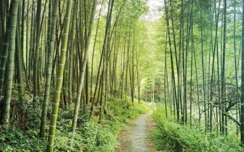 原创
            大姐先被五步蛇咬，后被蜱虫叮！春季踏青哪些地方要少去？