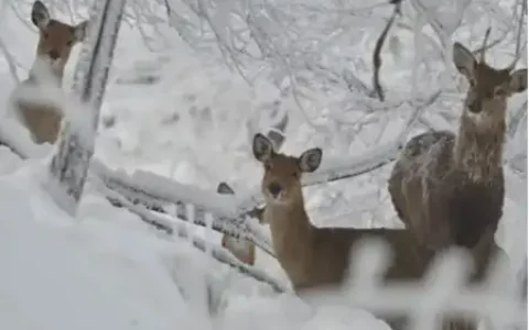 伤害梅花鹿？男子被判缓刑三年！