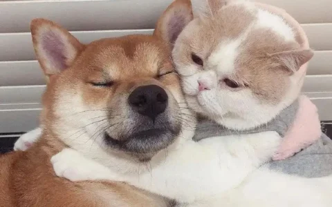 有哪些关于「偏爱」的宝藏文案？