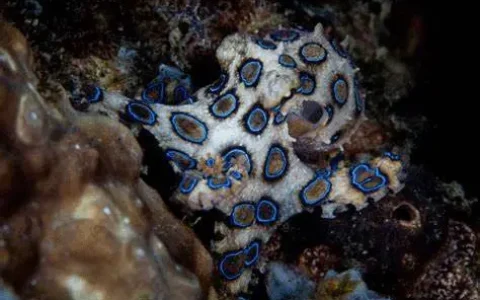 网友吃火锅菜品中发现蓝环章鱼险丧命，专家：毒素为河豚毒素，受热不分解，如何看待此事？