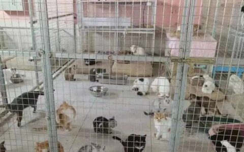 为了猫狗，花光彩礼，负债18万，这个女孩掏空一切……