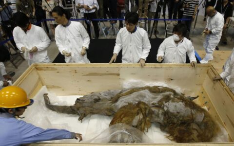 人类胚胎，可以在猪或其他哺乳动物的子宫中，完成发育并生产吗？