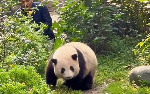 弹棉花组合又谈崩了，所以胖花花又得抱回去了么？