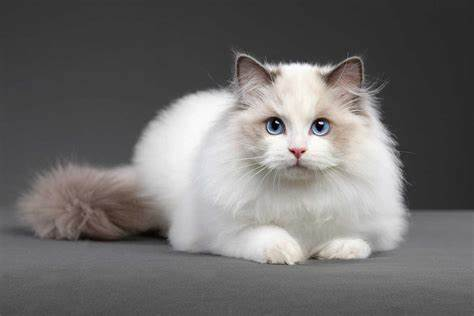 布偶猫：温柔如绒的梦幻伴侣