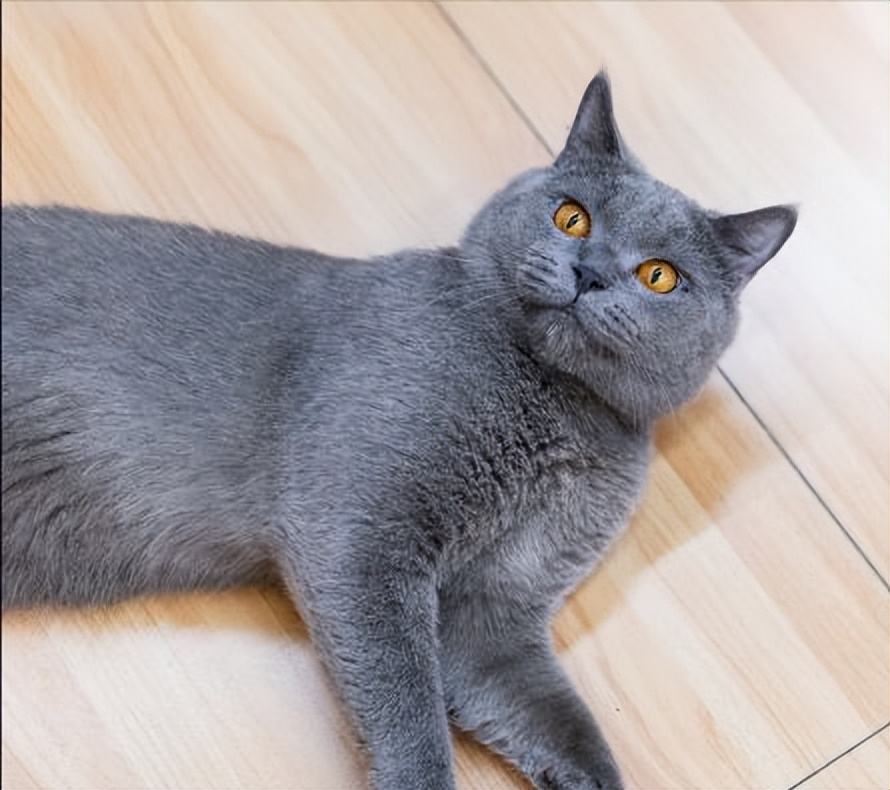 蓝猫：神秘而优雅的蓝色精灵